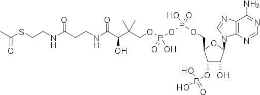 Structure of the coenzyme acetyl-CoA.The transferable acetyl group is bonded to .png