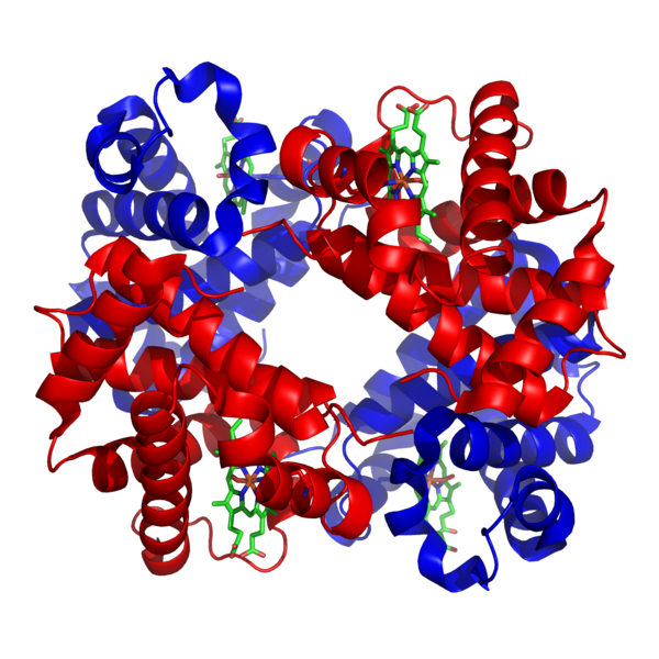 Structure of hemoglobin. The protein subunits are in red and blue, a.png