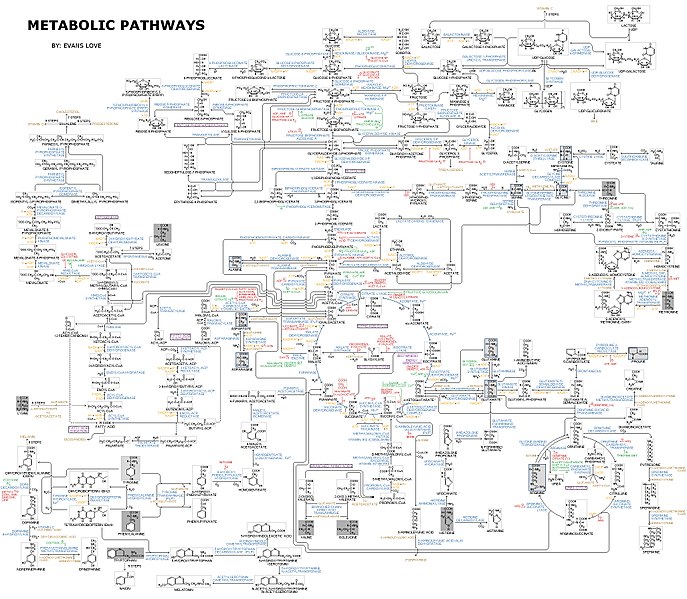 This is a diagram depicting a large set of human metabolic pathways..jpg