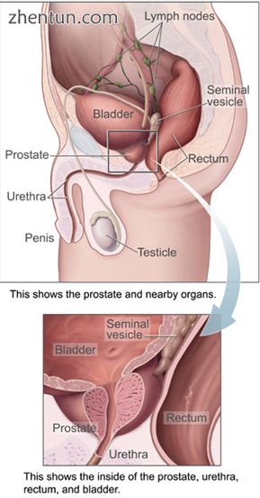 Male Anatomy.jpg