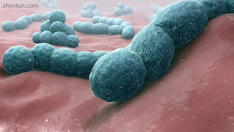 Streptococcus pneumoniae- A causative bacteria of meningitis..jpg