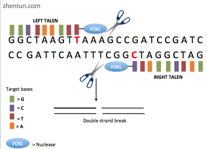 General overview of the TALEN process.png