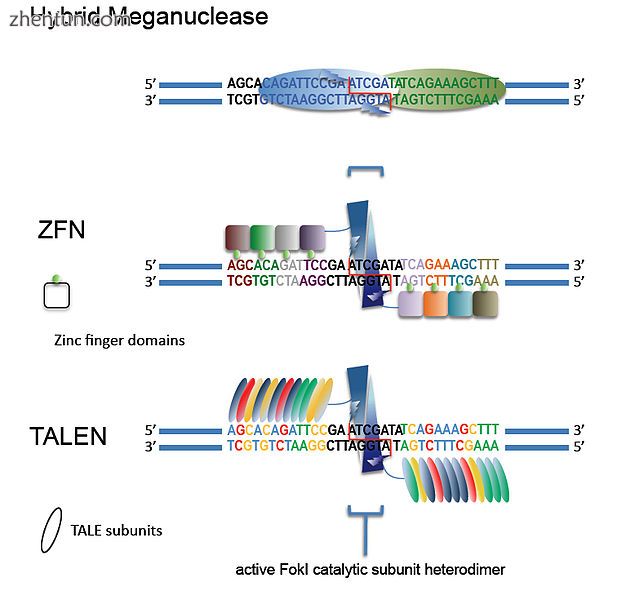 Groups of engineered nucleases. Matching colors signify DNA recognition patterns.jpg