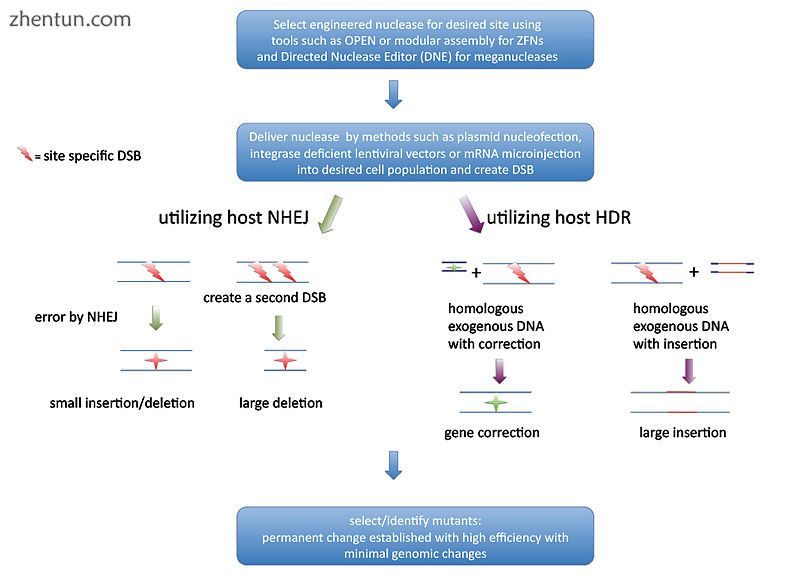 Overview of GEEN workflow and editing possibilities.jpg