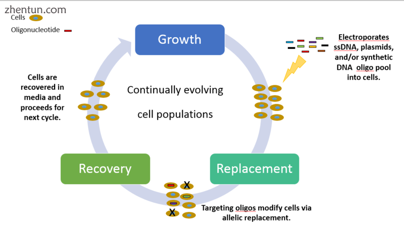 Synthetic DNA is repeatedly introduced at multiple targeted areas of t.png