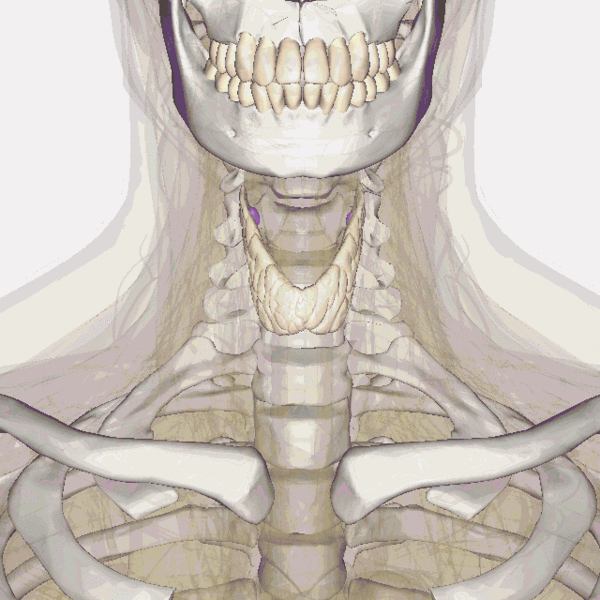 Thyroid anatomy.gif