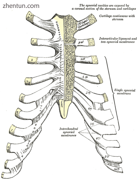Sternocostals and interchondral articulations. Anterior view. (Costal cartilages.png