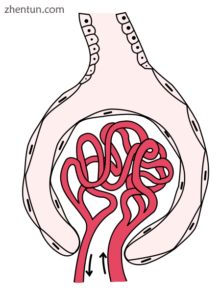A glomerulus, a functional unit that represents the first step in the filtration.png
