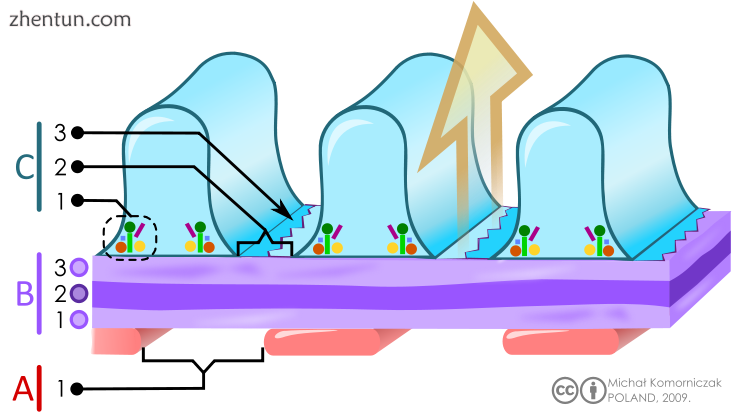 Podocytes, cells which line the glomerulus, are negatively charged and have smal.png