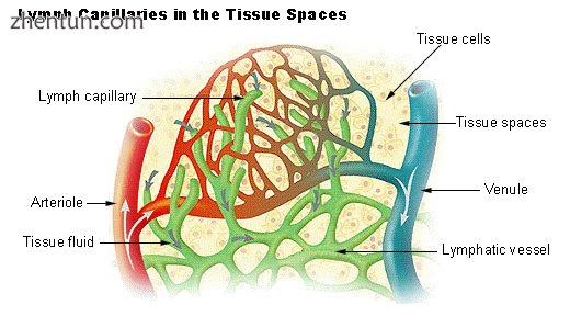 Diagram showing the formation of lymph from interstitial fluid (labeled here as.png