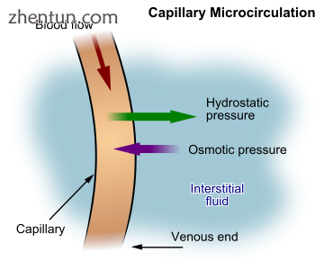 Formation of interstitial fluid from blood.png