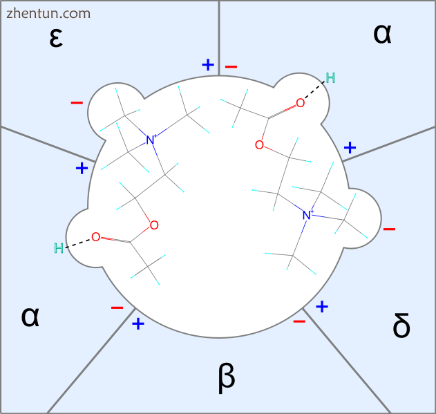 Fig.1 A simple illustration of how two acetylcholine molecules bind to its recep.png