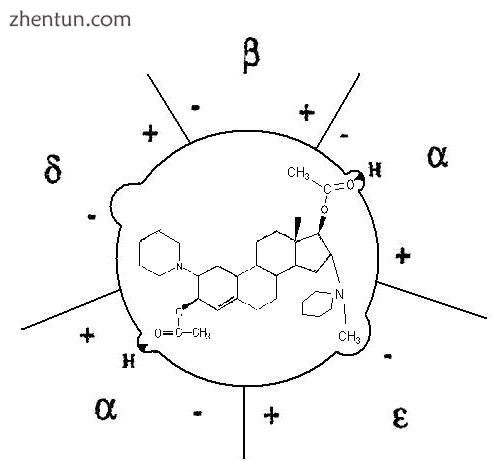 Fig.3 A simple illustration of how vecuronium binds to the nicotinic receptor. I.jpg