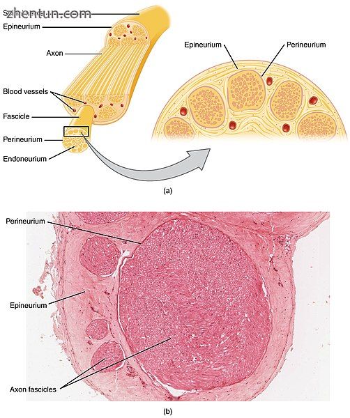 Cross-section of a nerve.jpg