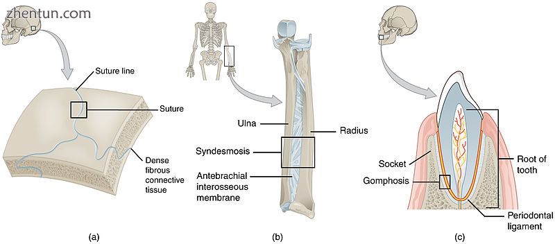 Fibrous joints.jpg