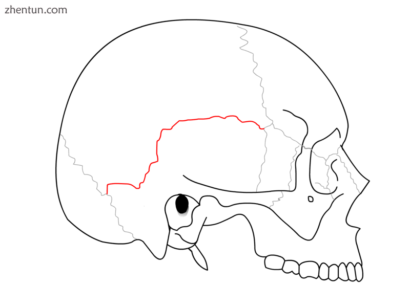 Squamosal suture.png