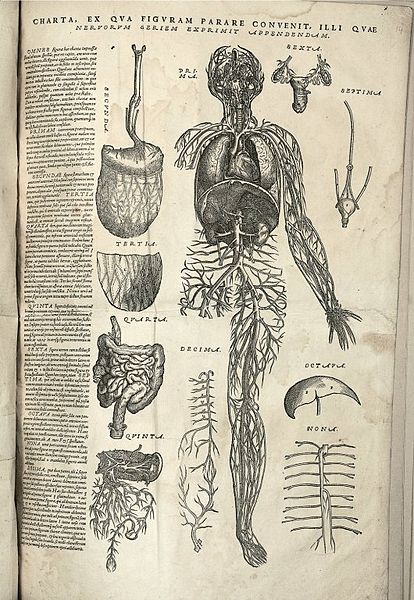 Human anatomical chart of blood vessels, with heart, lungs, liver and kidneys in.JPG