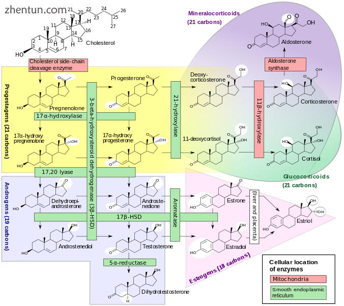 Human steroidogenesis, showing 21-α hydroxylase at upper center, with pathways .png