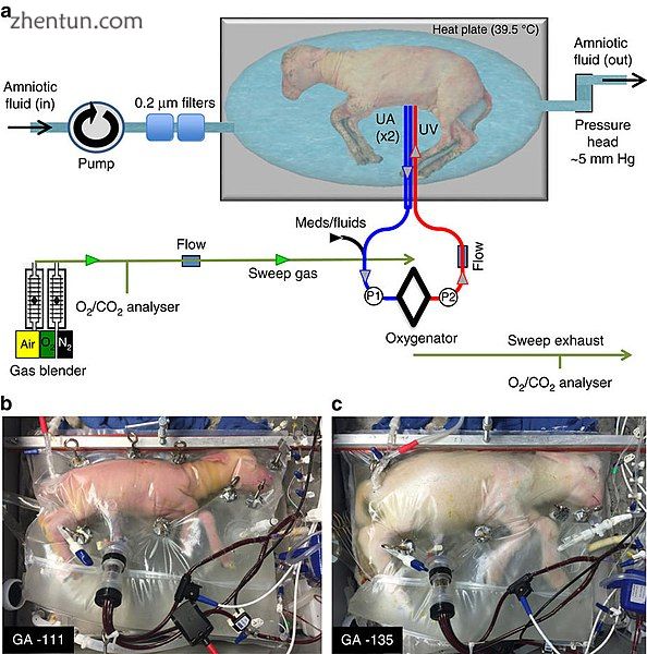 Figure from a 2017 Nature Communications paper describing an extra-uterine life .jpg