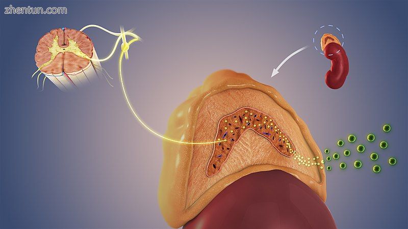 A flow diagram showing the process of stimulation of adrenal medulla that makes .jpg