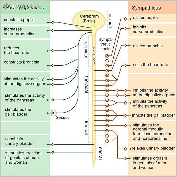 Function of the autonomic nervous system [13].jpg