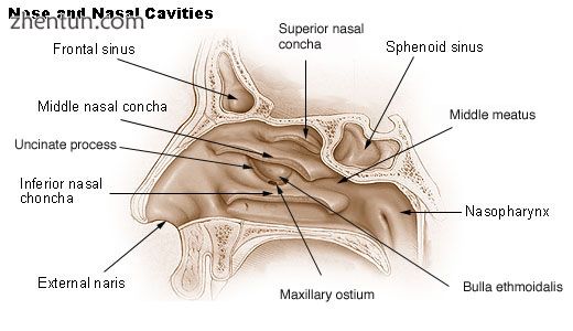This picture shows important anatomy involved in endoscopic endonasal surgery. T.jpg