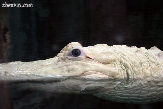 A leucistic alligator at the Audubon Aquarium of the Americas, New Orleans, Loui.jpg