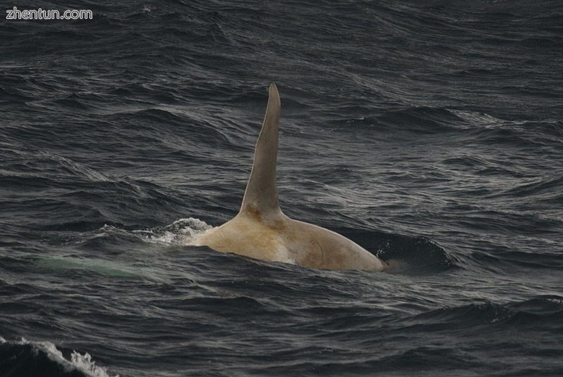 A white killer whale.jpg