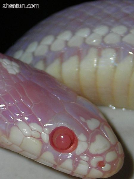 Albino  California kingsnake.jpg