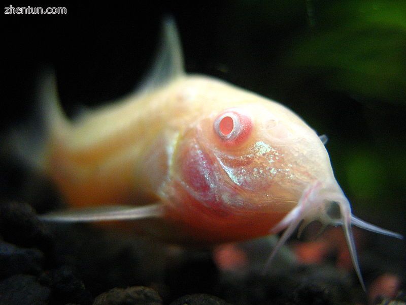 Albino catfish.jpg