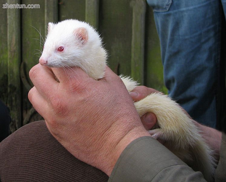 Albino ferret.jpg