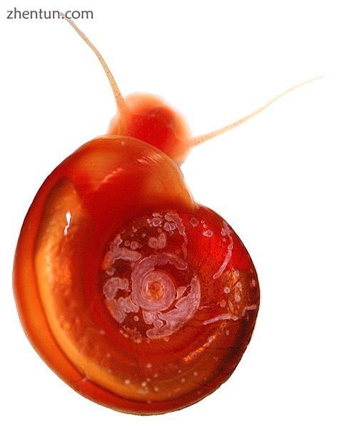 Albino freshwater snail Biomphalaria glabrata showing the red oxygen-transport p.jpg