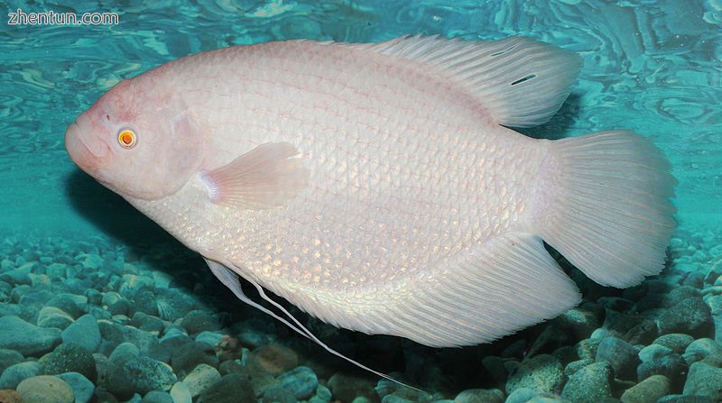 Albino Giant gourami.jpg