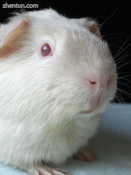 Albino guinea-pig.jpg