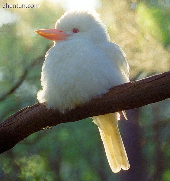 Albino kookaburra.jpg