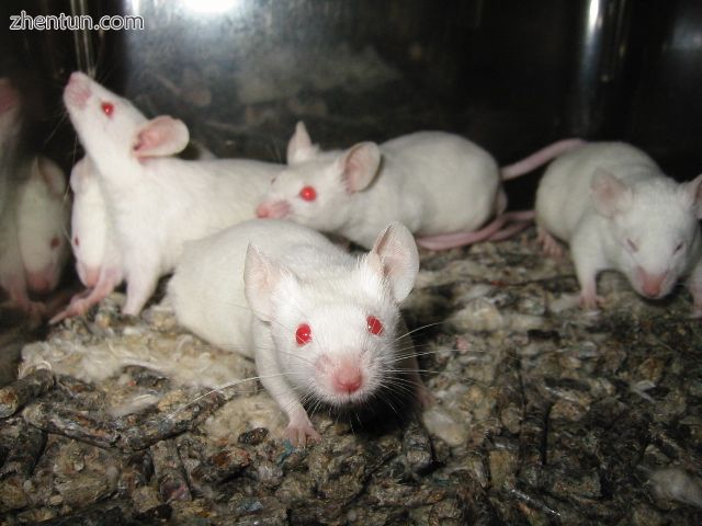 Albino mice.jpg