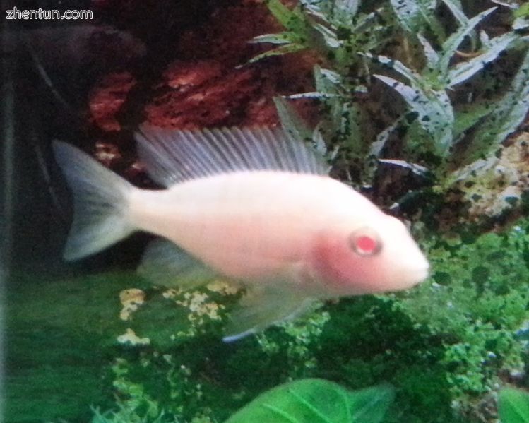 Albino Peacock Cichlid.jpg