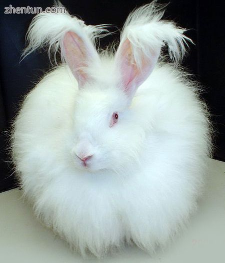 Albino rabbit.jpg