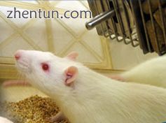 Albino rat.jpg