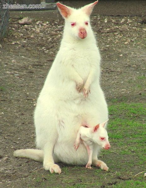 Albino wallaby with her offspring.jpg