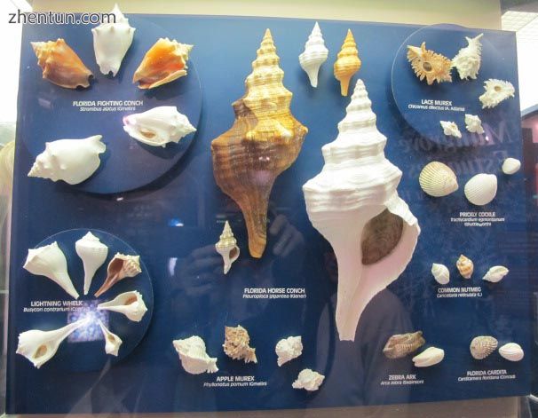 An exhibit showing albino and normal specimens of nine local species of marine m.jpg