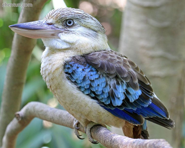 Blue winged kookaburra with normal pigmentation.jpg
