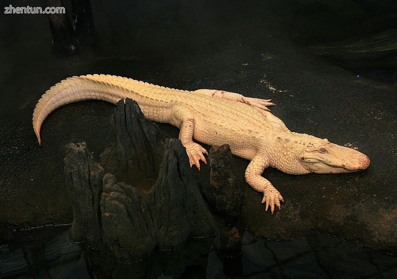 Claude , an albino alligator at the California Academy of Sciences.jpg