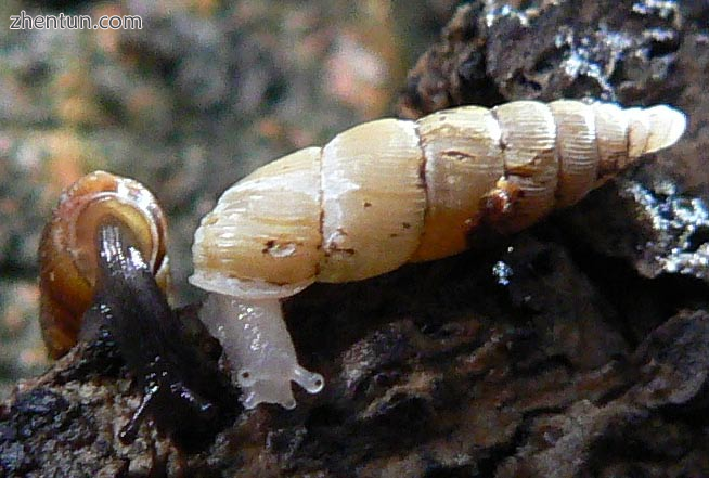 Normal (left) and albinistic (right) forms of the land snail Pseudofusulus varia.png