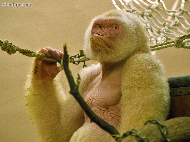 Snowflake , a blue-eyed albino Western Lowland gorilla caught in the wild.jpg