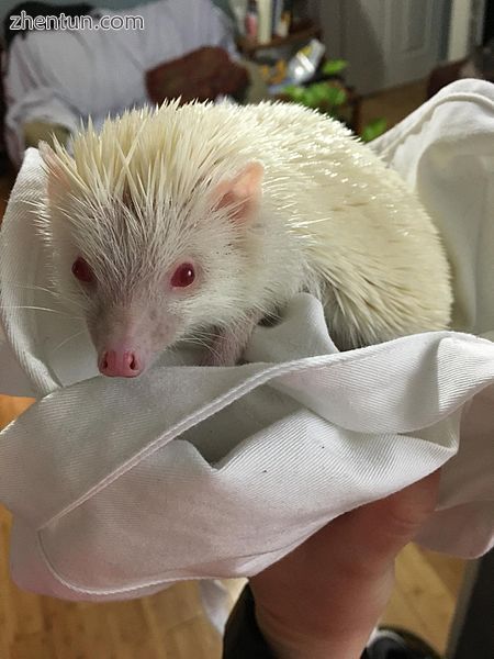 This hedgehog has albinism due to a genetic mutation..jpg