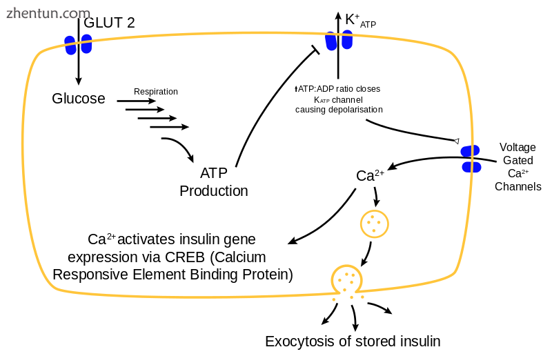 Mechanism of insulin release in normal pancreatic beta cells. Insulin production.png