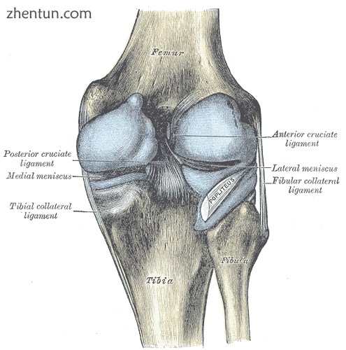 Capsule of right knee-joint (distended). Posterior aspect..png