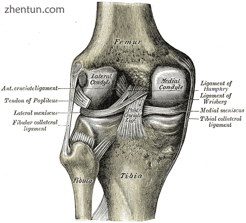 The posterior cruciate ligament is located within the knee.png