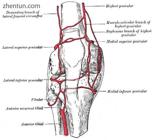 Arteries of the knee.png